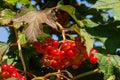 Close-up of beautiful red fruits of viburnum vulgaris. Guelder rose viburnum opulus berries and leaves in the summer outdoors. Red Royalty Free Stock Photo