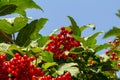 Close-up of beautiful red fruits of viburnum vulgaris. Guelder rose viburnum opulus berries and leaves in the summer outdoors. Red Royalty Free Stock Photo