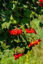 Close-up of beautiful red fruits of viburnum vulgaris. Guelder rose viburnum opulus berries and leaves in the summer outdoors. Red Royalty Free Stock Photo