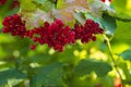 Close-up beautiful red fruits viburnum vulgaris. Guelder rose (viburnum opulus) berries leaves summer Red viburnum Royalty Free Stock Photo