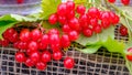 Close-up of beautiful red fruits of viburnum vulgaris. Guelder rose viburnum opulus berries and leaves in autumn Royalty Free Stock Photo