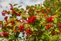 Close-up of beautiful red fruits of viburnum vulgaris. Guelder rose viburnum opulus berries and leaves in the summer outdoors. Royalty Free Stock Photo