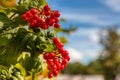 Close-up of beautiful red fruits of viburnum vulgaris. Guelder rose viburnum opulus berries and leaves in the summer outdoors. Royalty Free Stock Photo