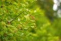 Close-up of beautiful red fruits of viburnum vulgaris. Guelder rose viburnum opulus berries and leaves in the summer outdoors. Red Royalty Free Stock Photo