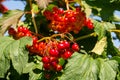 Close-up of beautiful red fruits of viburnum vulgaris. Guelder rose viburnum opulus berries and leaves in the summer outdoors. Red Royalty Free Stock Photo