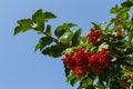 Close-up of beautiful red fruits of viburnum vulgaris. Guelder rose viburnum opulus berries and leaves in the summer outdoors. Red Royalty Free Stock Photo