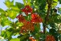 Close-up of beautiful red fruits of viburnum vulgaris. Guelder rose viburnum opulus berries and leaves in the summer outdoors. Red Royalty Free Stock Photo