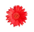 Beautiful red gerbera or barberton daisy flower blooming top view isolated on white background and clipping path Royalty Free Stock Photo