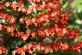 Close up of the beautiful red Glorybower Pagoda flower