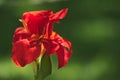 Close-up of a Beautiful red Indian Shot flower Canna Indica in a South American garden.