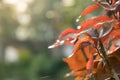 Close up of the beautiful red leaves Royalty Free Stock Photo