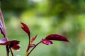 Close up of beautiful red leaves over the blurry green background. winter concept Royalty Free Stock Photo