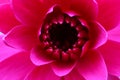 Close up of beautiful red lotus flower Royalty Free Stock Photo