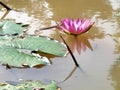 Close up beautiful red lotus water lily flower on water pond in Royalty Free Stock Photo