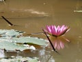 Close up beautiful red lotus water lily flower on water pond in Royalty Free Stock Photo