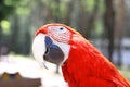 Close up.beautiful red macaw parrot looking at the camera Royalty Free Stock Photo