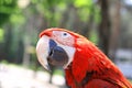 Close up.beautiful red macaw parrot looking at the camera Royalty Free Stock Photo