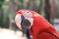 Close up.beautiful red macaw parrot looking at the camera Royalty Free Stock Photo