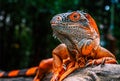 Close up beautiful red or orange color iguana, the iguana is looking aside, crawl on a bunch of wood, the background of blurred Royalty Free Stock Photo