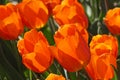Red and orange tulips in bright sunlight Royalty Free Stock Photo