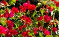 Close-up beautiful red pink Bougainvillea flowers in City park Krasnodar. Galitsky Park in sunny spring 2021. Bougainvillea Royalty Free Stock Photo