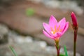 Close up of beautiful red pink color flower around green leaves in a garden Royalty Free Stock Photo