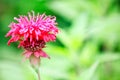 Close up of beautiful red pink color flower around green leaves in a garden Royalty Free Stock Photo