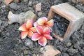 Beautiful red plumeria flowers with old broken potteries on the ground Royalty Free Stock Photo