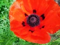 close up of beautiful red poppy flower