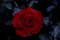 Close-up of Beautiful red rose on Dark black background. ..Elegant, nature flower that symbolizes the day of gift for celebration Royalty Free Stock Photo