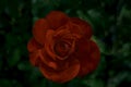 Close-up of Beautiful red rose on dark black-green background. ..Elegant, nature flower that symbolizes the day of gift for celebr Royalty Free Stock Photo