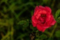 Close up of beautiful red rose with dew drops on petals against the blurry background and copy space. winter morning concept Royalty Free Stock Photo