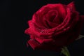 Beautiful red roses on black background.