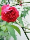 Close-up of beautiful red roses blooming on a bright day