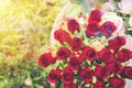 Close up beautiful red roses bouquet with glowing light background Royalty Free Stock Photo