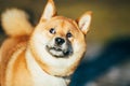 Close Up Beautiful Red Shiba Inu Puppy Dog Staying Royalty Free Stock Photo