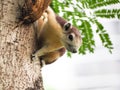 Close up the red squirrel while hoilding on a tree.