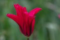 Close-up of beautiful red tulip with droplets of water after rain Royalty Free Stock Photo