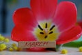 on the petal ofa red tulip lies a sign with the inscription March. Royalty Free Stock Photo