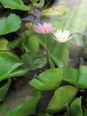 Close up beautiful red and white lotus water lily flowers and be Royalty Free Stock Photo