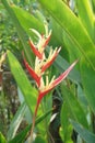 Beautiful red and yellow color of Heliconia flower in garden