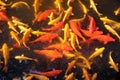 Red and yellow koi fish play in the fish pond Royalty Free Stock Photo