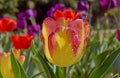 Close-up of Beautiful red yellow tulips with water drops of morning dew Royalty Free Stock Photo