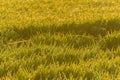 Close up of Beautiful rice field