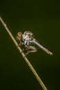 Close-Up of the beautiful Robber Fly Royalty Free Stock Photo