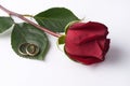 Close-up of a beautiful romantic red Rose with two wedding gold rings Royalty Free Stock Photo