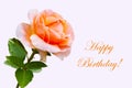 Close-up beautiful rose flower, happy birthday card Royalty Free Stock Photo