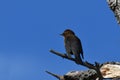 A Rusty Blackbird perched on a branch against a bright blue sky Royalty Free Stock Photo