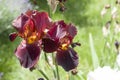 Rusty red coloured bearded iris Royalty Free Stock Photo