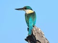 Close-up of beautiful Sacred Kingfisher on a stump against blue sky